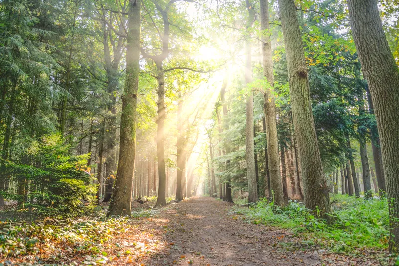 A dirt trail through tall trees with sunlight breaking through the canopy