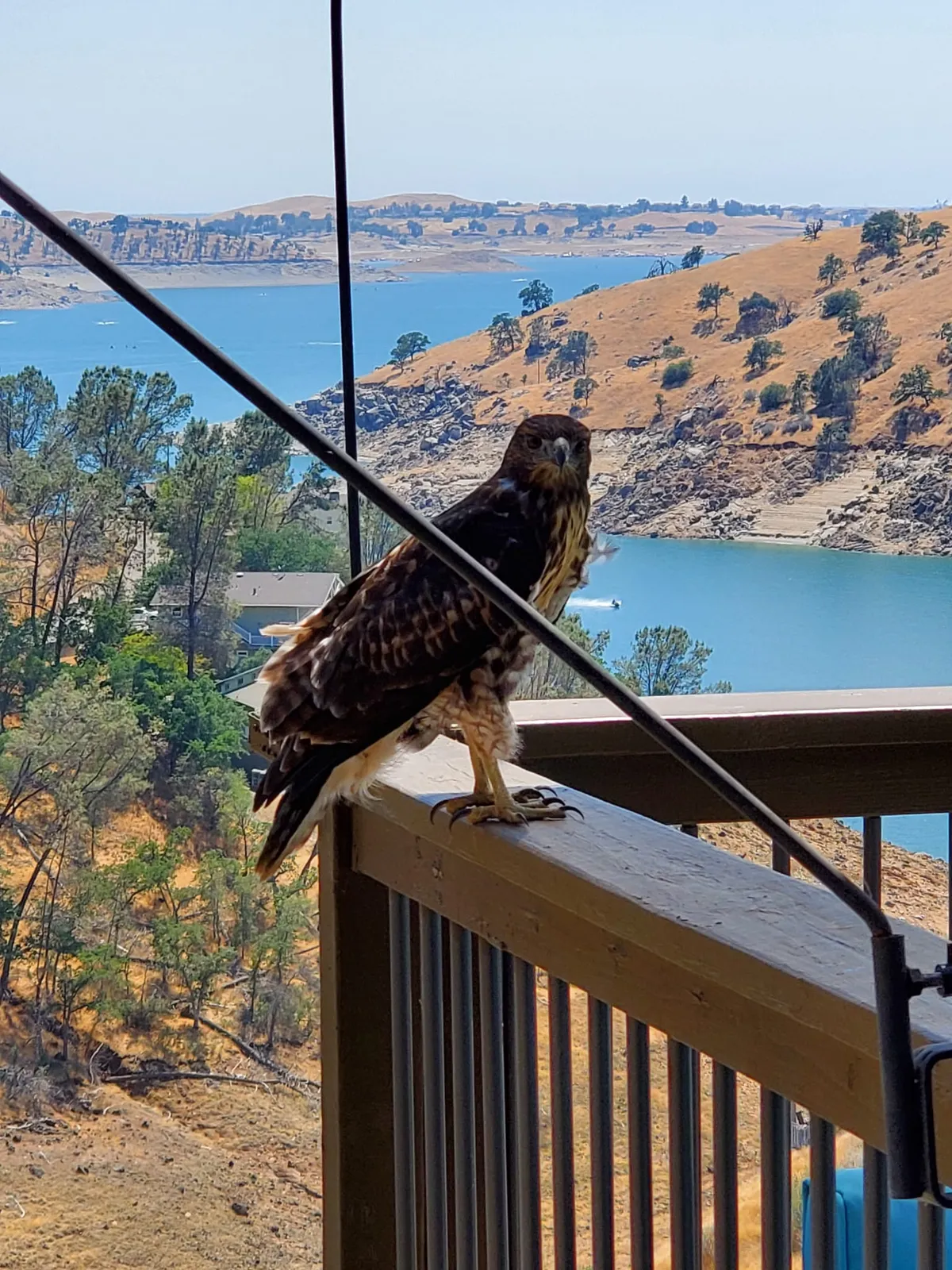 A hawk perched on the deck railing above Millerton Lake